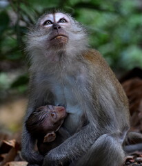 Mother macaque monkey feeding her baby in the jungle