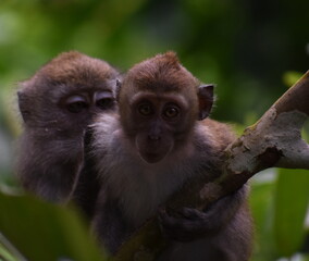 Young macaque monkey in a tree in the jungle