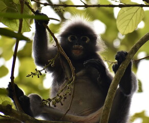 Cute langur monkey resting in a tree in the jungle