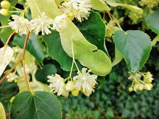 Linden flower, blossom with green leaves, close up