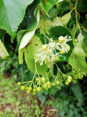 Linden flower, blossom with green leaves, close up