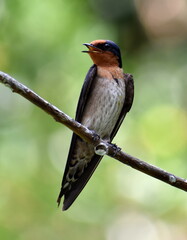 Close up of a beautiful house swallow perched on a branch