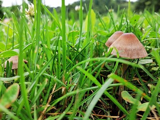 Green grass with two brown mushroom, meadow, close up