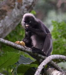 Langur monkey sitting in a tree and eating fruit in the jungle