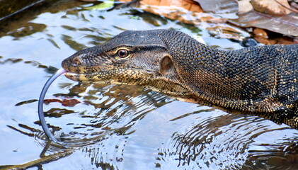 Close up of the head of a monitor lizard