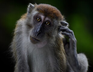 Macaque monkey scratching its ear and looking at the camera