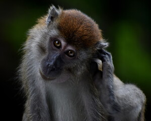 Macaque monkey scratching its ear in the jungle