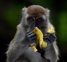 Cute macaque monkey eating a banana in the jungle