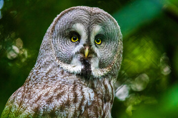 great grey owl