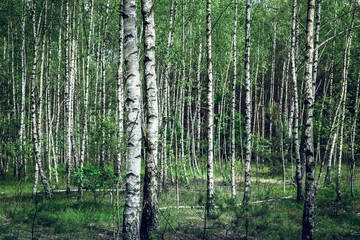 Birch forest on a beautiful sunny day