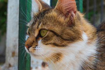 beautiful cat looking away with clean feathers. alley Cat