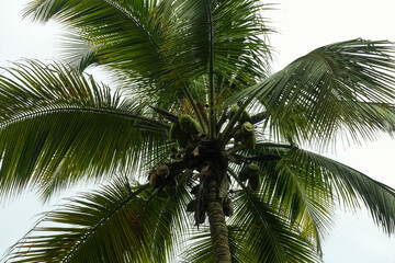 Obraz premium Countless coconuts hanging on coconut trees (Cocos nucifera) - Coconut plantation 