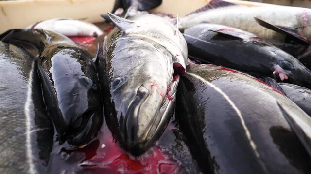Dead fish in a basket, full of ice and blood, at a seafood market in Reykjavik, Iceland - Slow motion, top down, pan shot