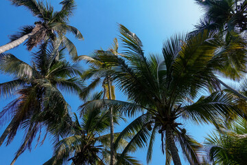 Countless coconuts hanging on coconut trees (Cocos nucifera) - Coconut plantation 