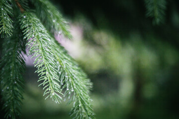 wet pine branches on a green background