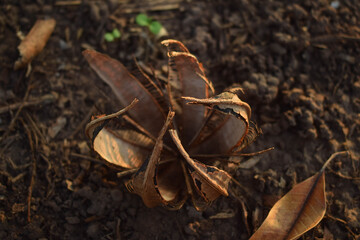 close up of dry leaf
