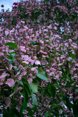 flowers in the garden