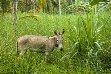 Donkey on a farm in Colombia in the green grass