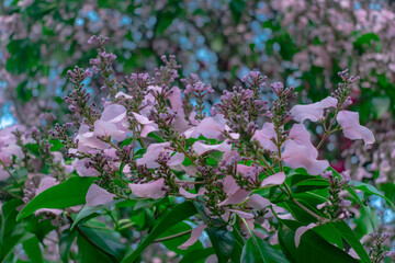 purple lilac flowers