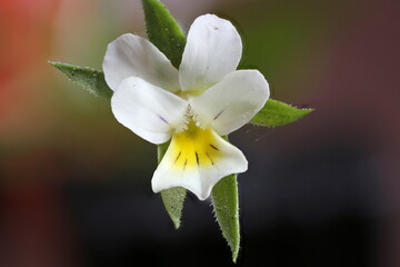 Field Pansy (Viola arvensis). Flower Closeup