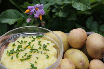 Kartoffelsalat und Kartoffeln im Salatbeet