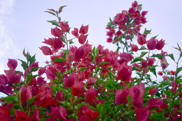 pink flowers