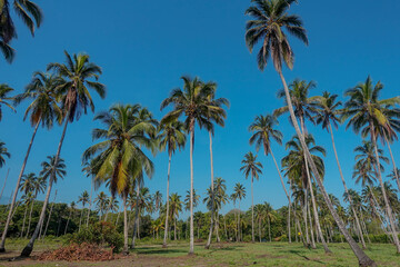 Image of Green Coconut tree plantation with blue sky in Colombia 2020