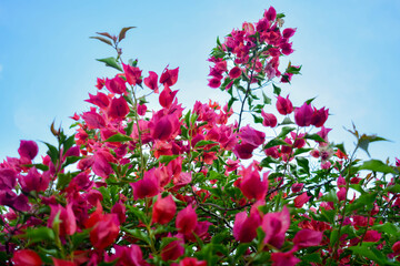 pink flowers of the sky