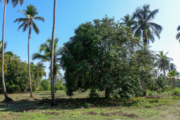 Obraz premium Mango tree 