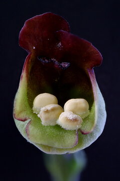 Common Figwort (Scrophularia nodosa). Flower Closeup