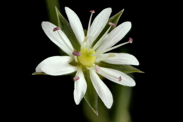 Fototapeta premium Lesser Stitchwort (Stellaria graminea). Flower Closeup