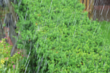 Nieostre krople wody padają na przycięty żywopłot w ogródku. 