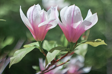 Pink Magnolia flower blooming on background of blurry white Magnolia on Magnolia tree. Rain drops on petals.