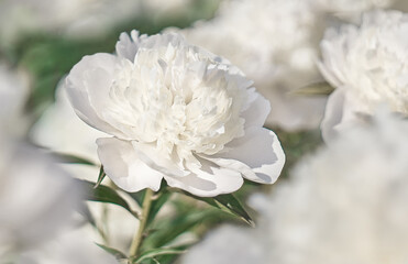 White flowers peonies flowering on  background pink peonies. Peonies garden.  Nature.