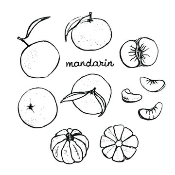 Mandarin. Black line pencil sketch collection of fruits and berries isolated on white background. Doodle hand drawn fruit icons. Vector illustration