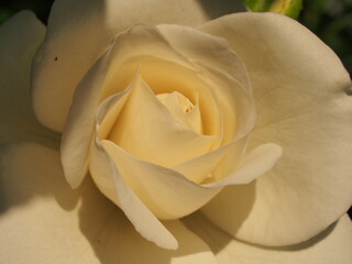 White petals of a budding rose. The background photo.