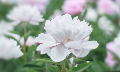 White flowers peonies flowering on  background pink peonies. Peonies garden.  Nature.