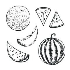 Melon and watermelon. Whole and slices. Black line pencil sketch collection of fruits and berries isolated on white background. Doodle hand drawn fruit icons. Vector illustrationn