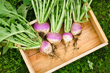 Homegrown Turnips - Autumn harvest collection