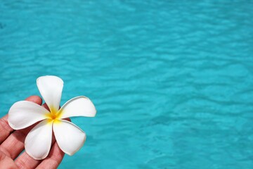 frangipani flower exotic tropical poolside background for spa resort vacation travel with copy space stock photo photograph image picture 