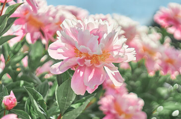 Pink flowers peonies flowering on  background pink peonies. Peonies garden.   