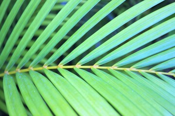 palm leaf tropical Areca palmeral background with copy space - close up palm leaf leaves full screen