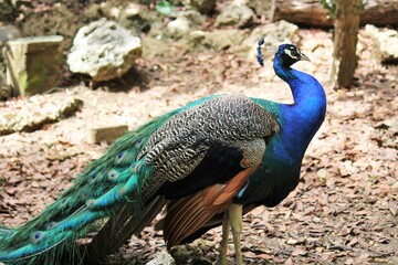 Naklejka premium peacock outside male in blue and green