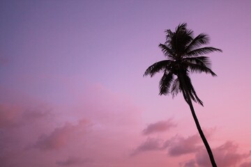 pink  and purple palm tree tropical exotic silhouette purple mauve background leaves against pink  violet purple sunset sky and tree with copy space 