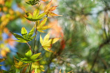 Maple leave are turning to red for beginning of autumn in Arashiyama (Kyoto, Japan)