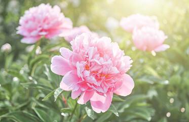 Fototapeta premium Pink flower peonies bloom in summer garden on blurry pink peonies flower background. Nature. 