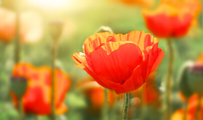 Red flower poppy flowering in poppies field.