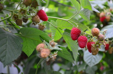 with the onset of summer, bright and tasty raspberries are sung