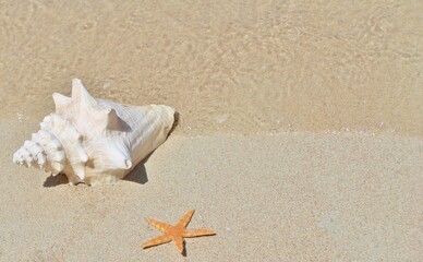 Fototapeta na wymiar conch shell and starfish on beach sand background with copy space