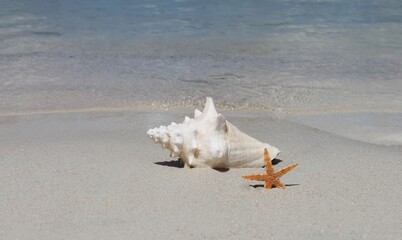 conch shell and starfish on beach sand background with copy space and ocean waves 